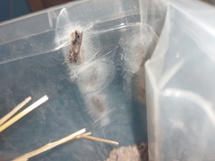 Ctenoplusia accentifera