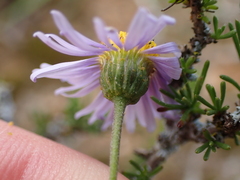Felicia muricata