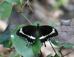 Papilio fuscus canopus
