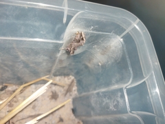 Ctenoplusia accentifera