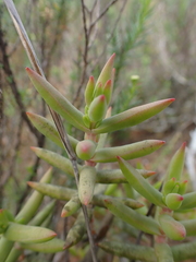 Crassula mollis