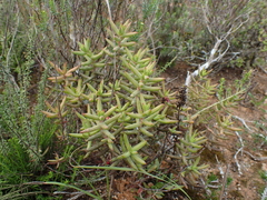 Crassula mollis