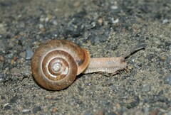 Neohelix albolabris