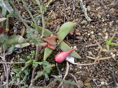 Crassula capitella
