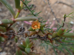 Delosperma versicolor