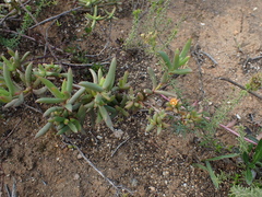 Delosperma versicolor