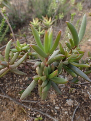 Delosperma versicolor