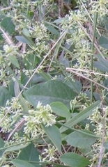 Asclepiadoideae