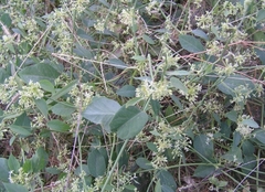 Asclepiadoideae