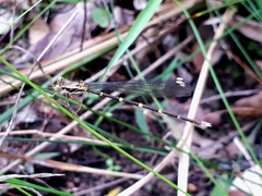 Episynlestes albicaudus