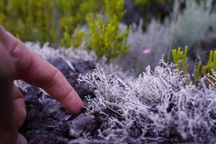 Stereocaulon vulcani