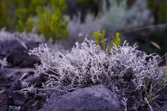 Stereocaulon vulcani