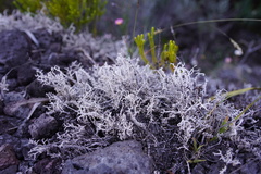 Stereocaulon vulcani