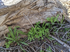 Hydrophylloideae