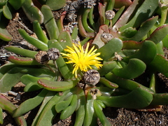 Glottiphyllum longum
