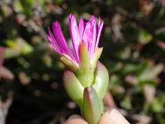 Ruschia orientalis
