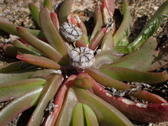 Glottiphyllum longum