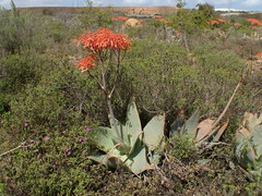 Aloe striata