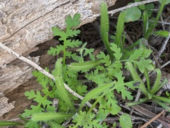 Hydrophylloideae
