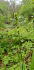 Carex sparganioides