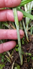 Carex sparganioides