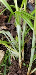 Carex sparganioides
