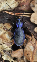 Carabus intricatus