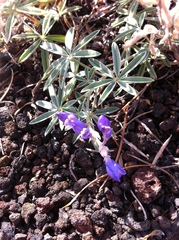 Lupinus sericeus