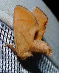 Apoda limacodes