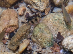 Pethia nigrofasciata