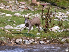 Moschus chrysogaster