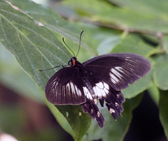 Pachliopta polydorus