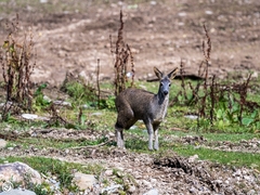 Moschus chrysogaster
