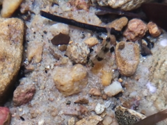 Pethia nigrofasciata