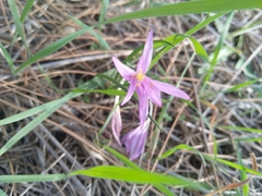 Colchicum stevenii