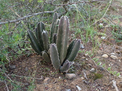 Stapelia grandiflora