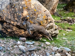 Moschus chrysogaster