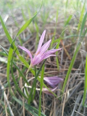 Colchicum stevenii