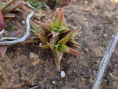 Crassula capitella