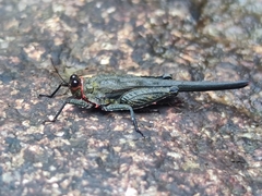 Euscelimena gavialis