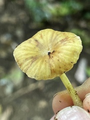 Gerronema strombodes