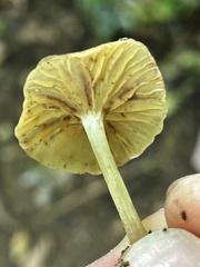 Gerronema strombodes