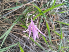 Colchicum stevenii