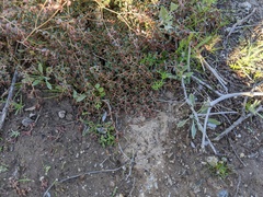 Oncosiphon pilulifer