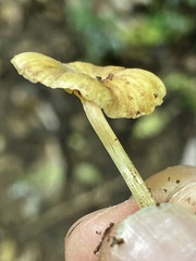 Gerronema strombodes