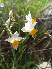 Narcissus tazetta