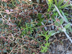 Oncosiphon pilulifer