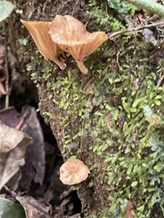 Gerronema strombodes