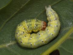 Polyploca ridens