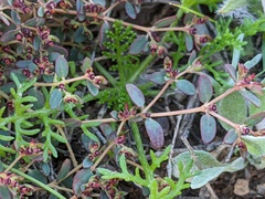 Oncosiphon pilulifer